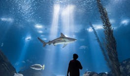 Nat Geo Day Tour: podwodna odyseja, wycieczka za kulisy oceanarium