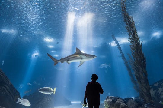 Nat Geo Day Tour: Oceanario Odyssee, een kijkje achter de schermen