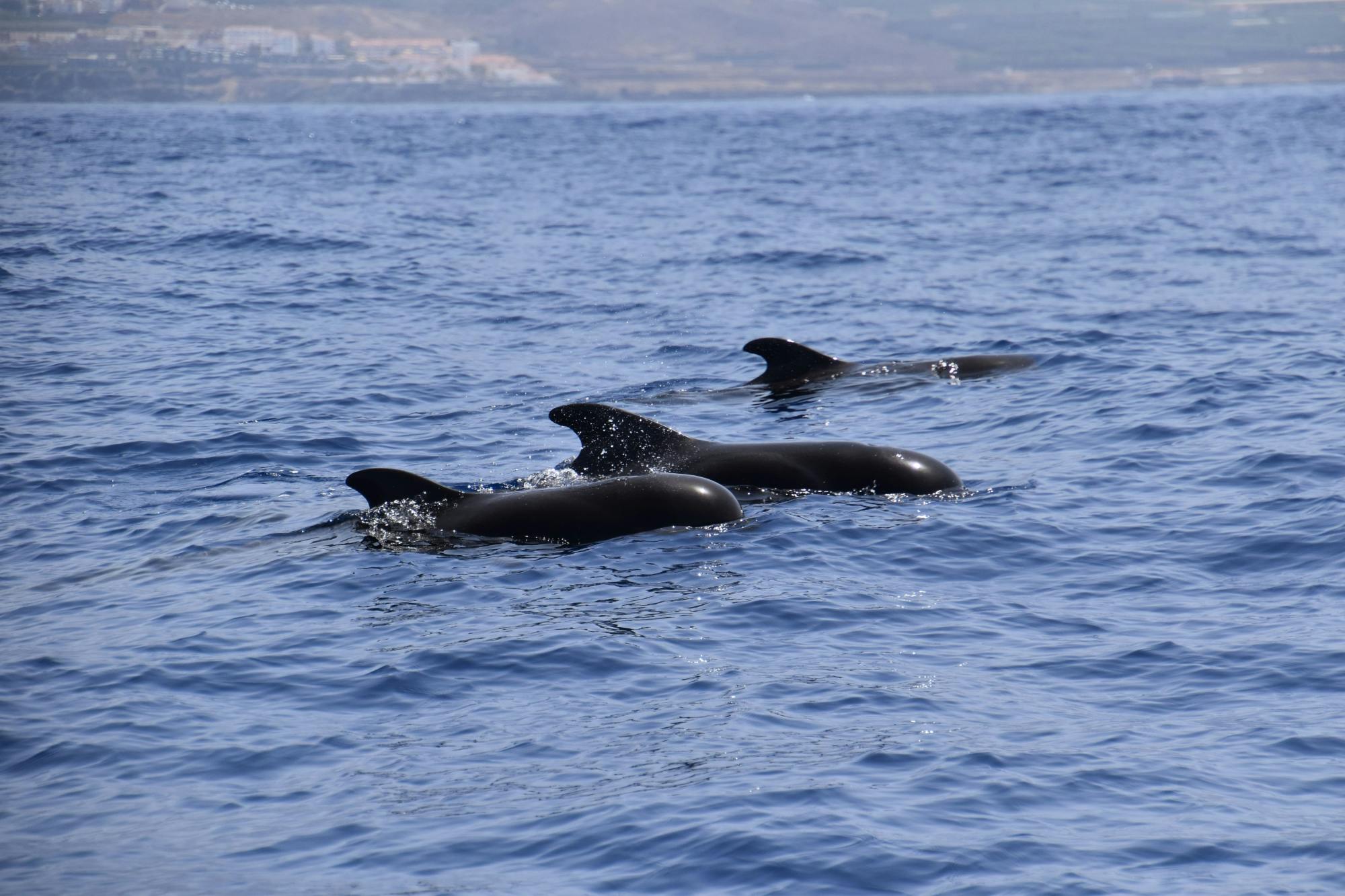 Private Sunset Whale & Dolphin Eco Boat Trip