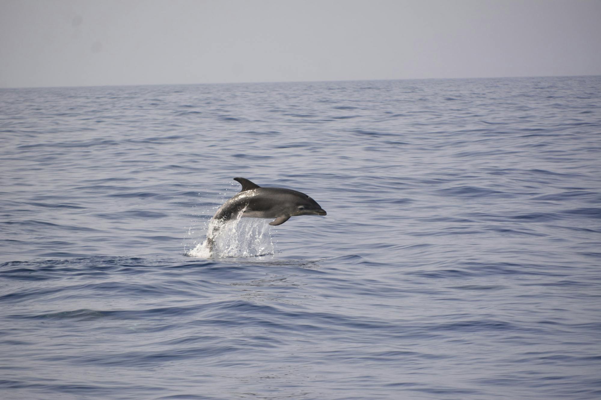 Private Sunset Whale & Dolphin Eco Boat Trip