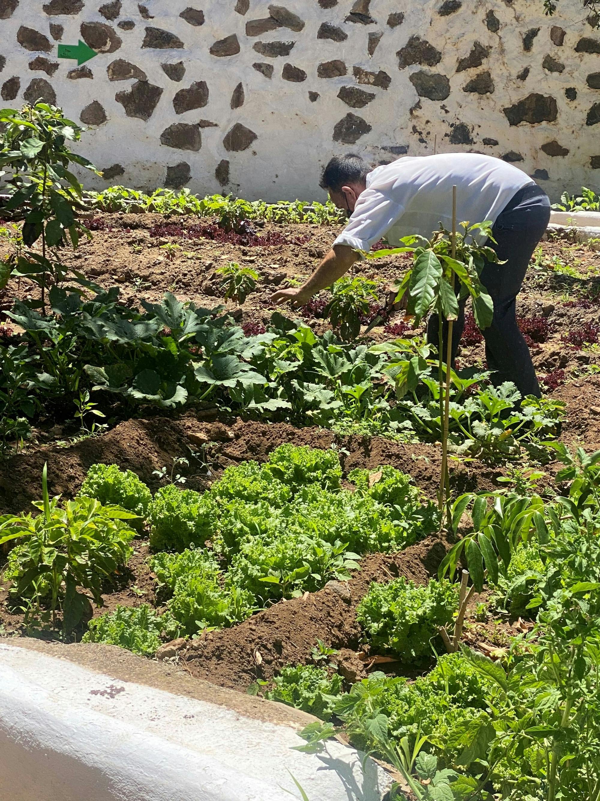 Gran Canaria Food Tour with Tapas, Olive Farm and Salt Pans