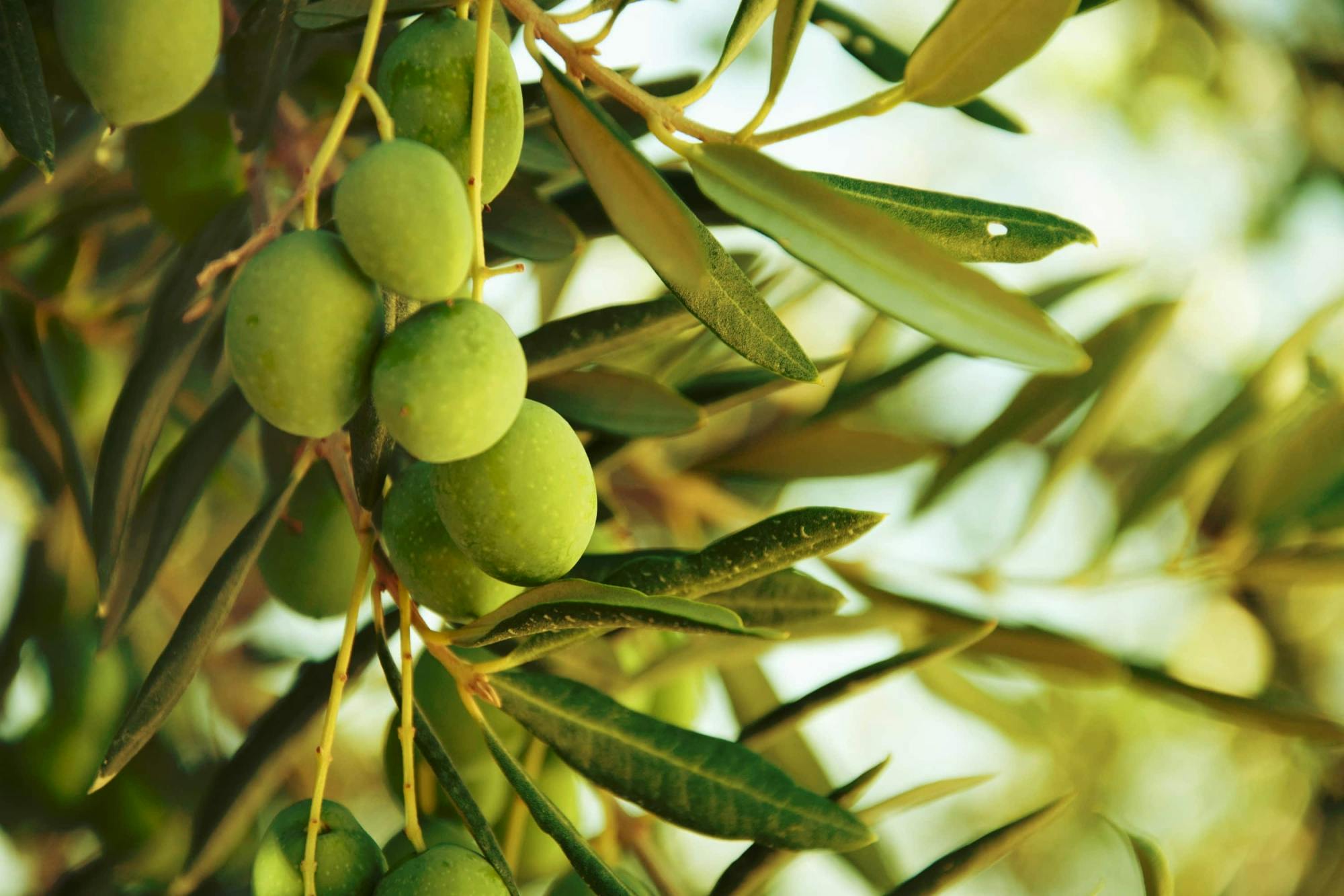 Gran Canaria Food Tour with Tapas, Olive Farm and Salt Pans