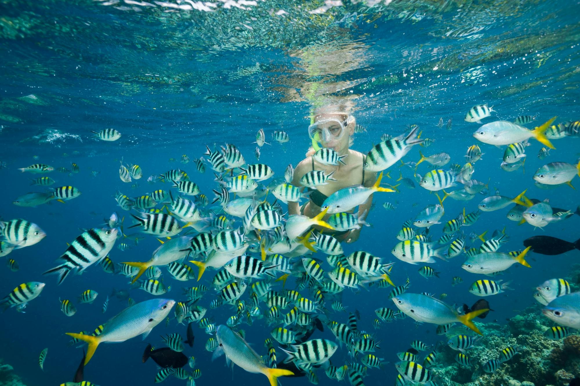 Nat Geo Day Tour: Scopri l'importanza del ripristino della barriera corallina di Cancun