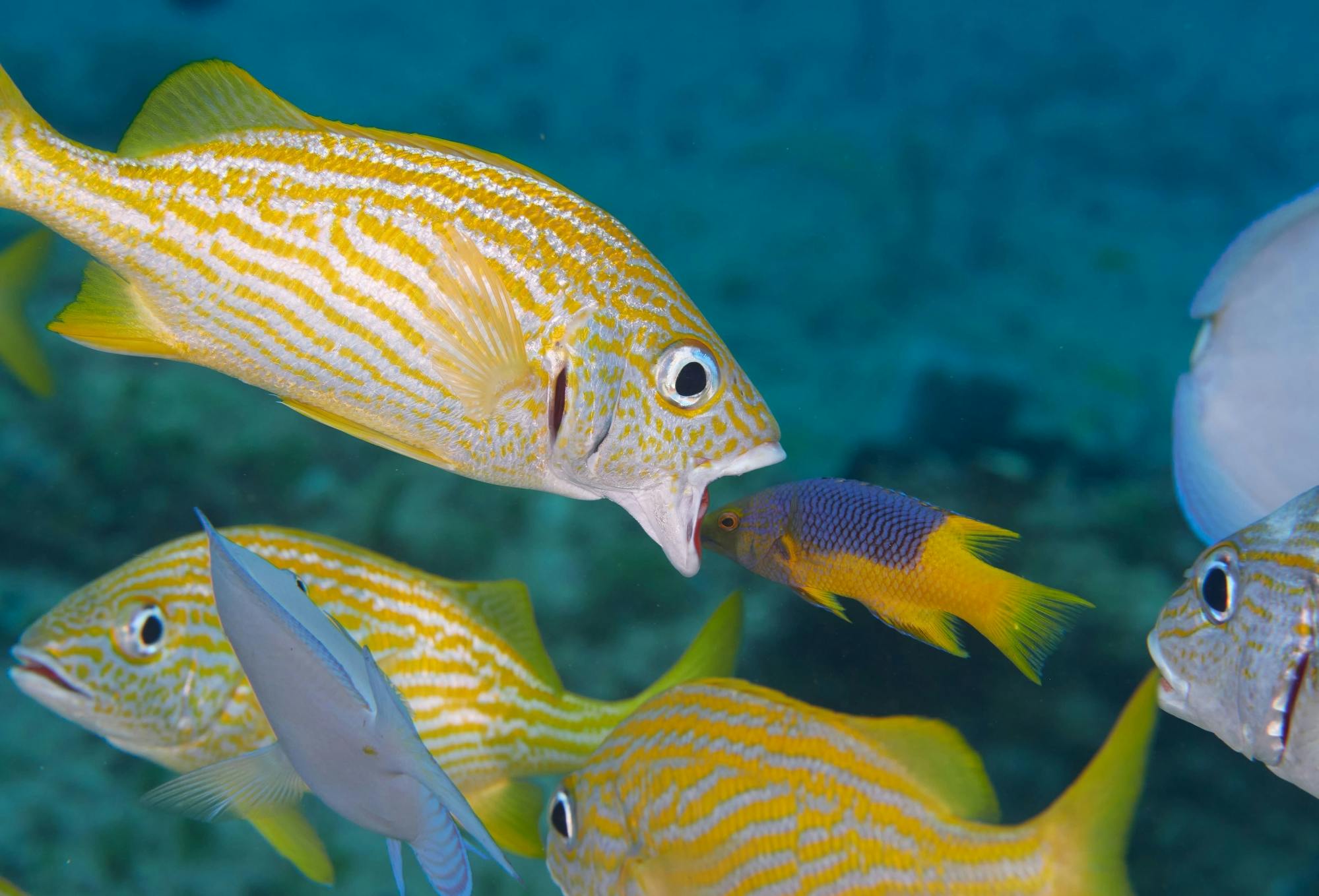 Nat Geo Day Tour: Unveiling the Importance of Cancun’s Reef Restoration