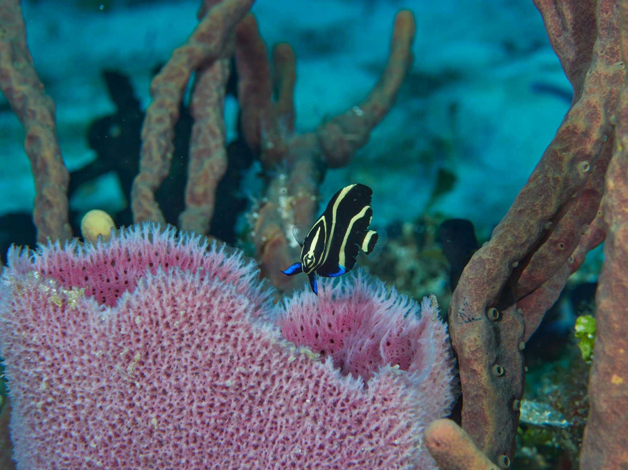 Nat Geo Day Tour: Unveiling the Importance of Cancun’s Reef Restoration