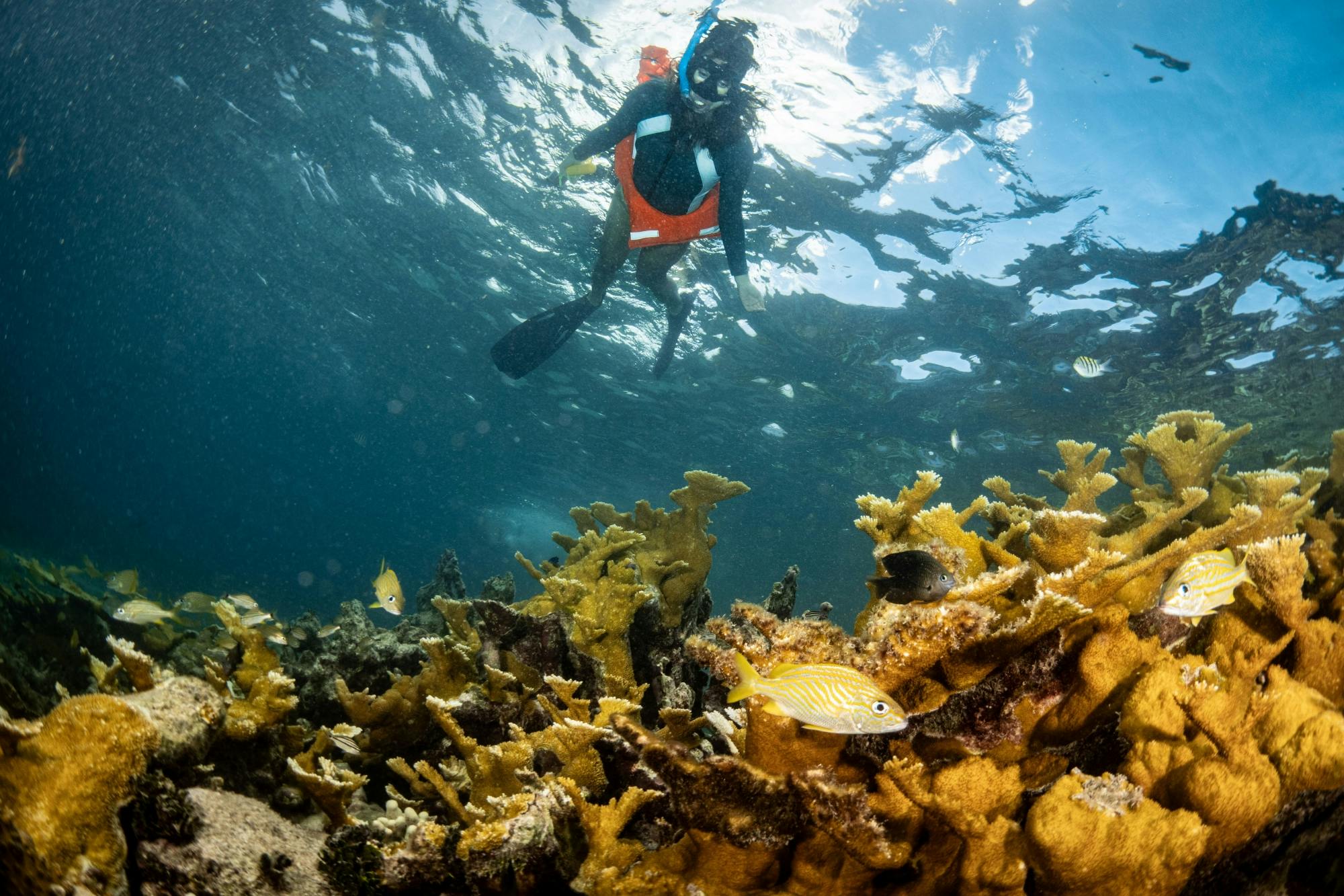 Nat Geo Day Tour: Unveiling the Importance of Cancun’s Reef Restoration
