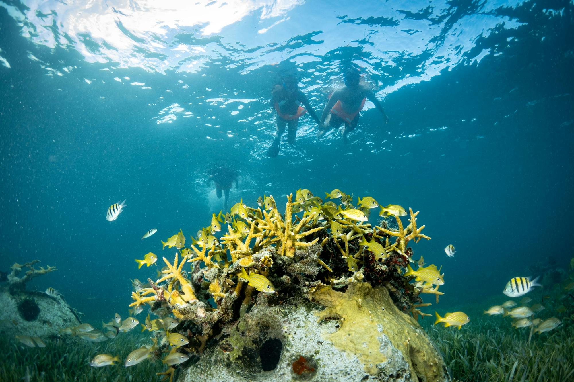 Nat Geo Day Tour: Unveiling the Importance of Cancun’s Reef Restoration