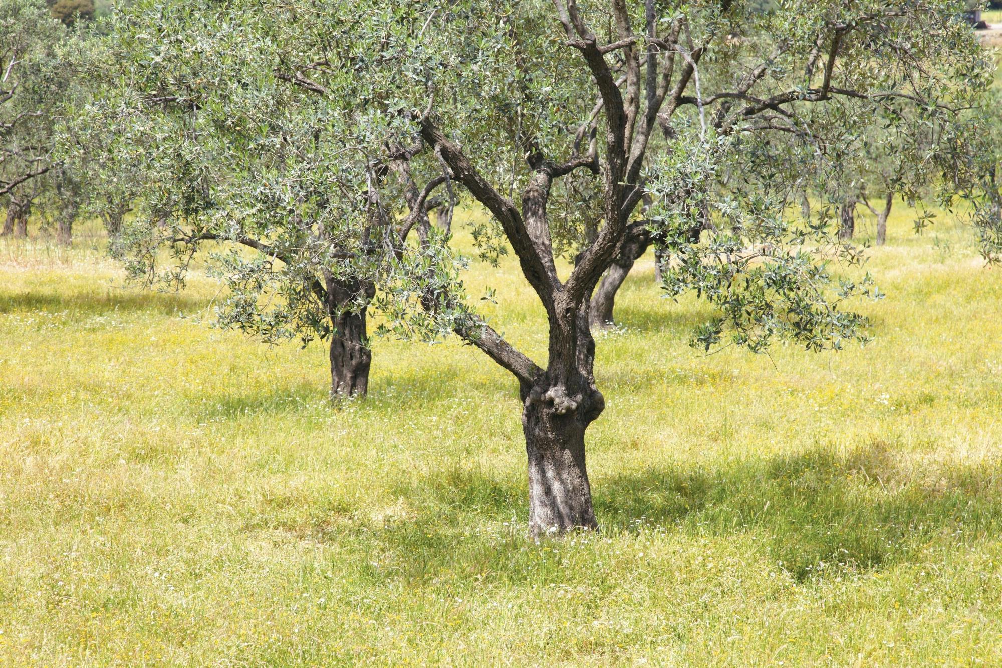 Nat Geo Day Tour: The Secrets of Tuscan Olive Oil