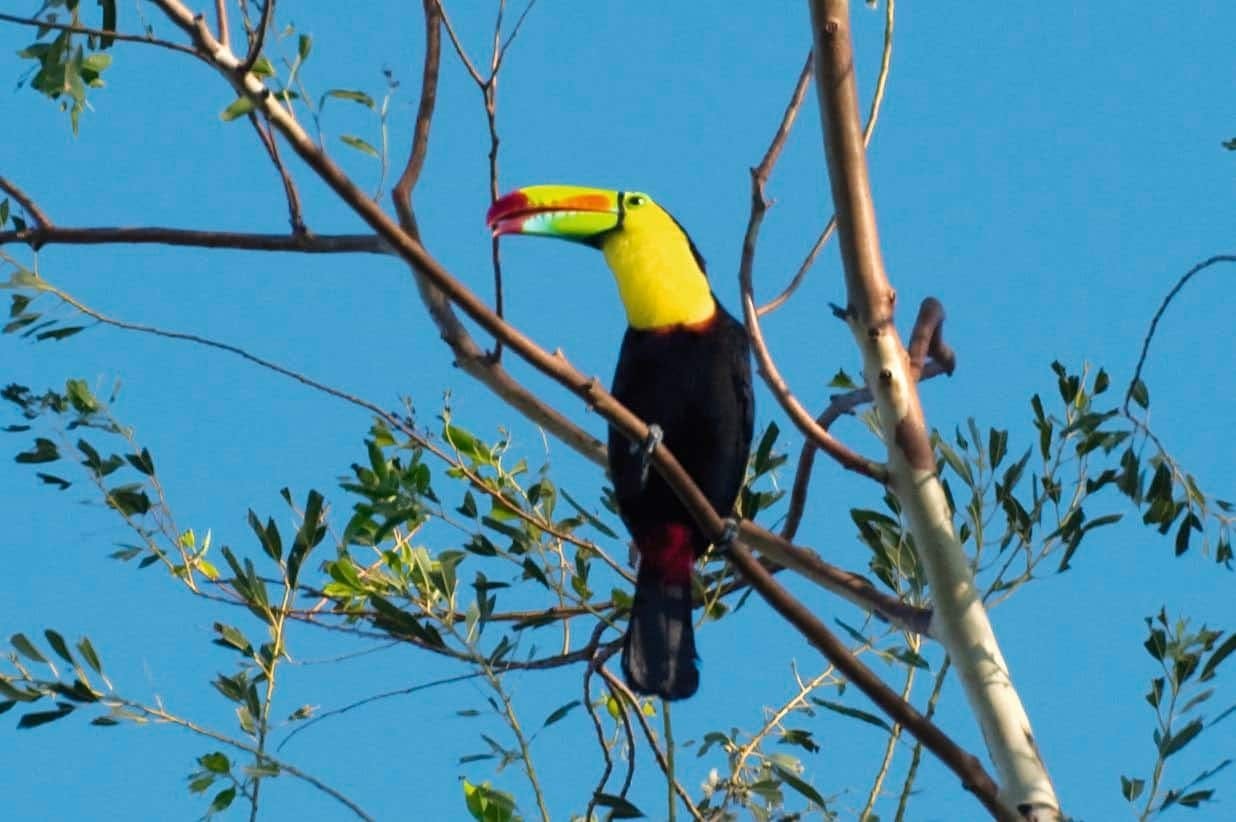 Arenal Mistico Park Hanging Bridges Tour