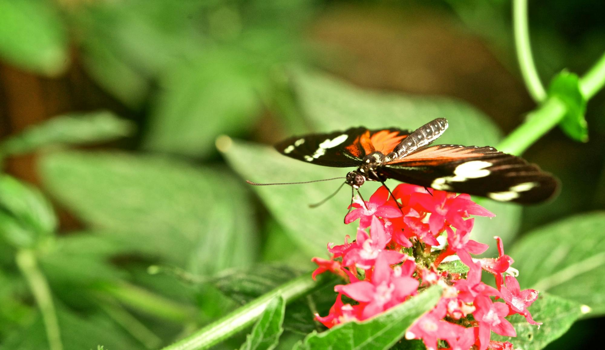 Selvatura Park Zipline & Butterfly Garden Tour