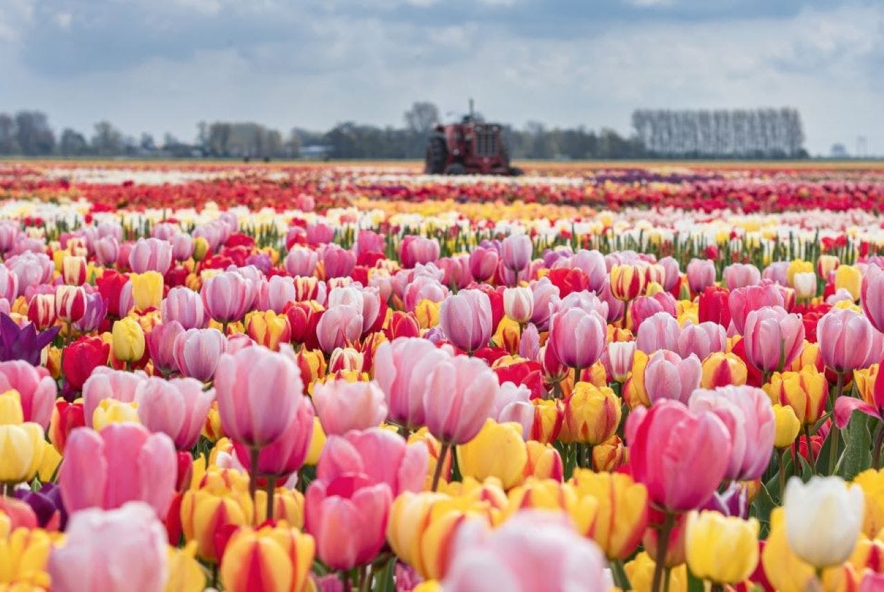 Esperienza privata Tulip e Keukenhof da Amsterdam