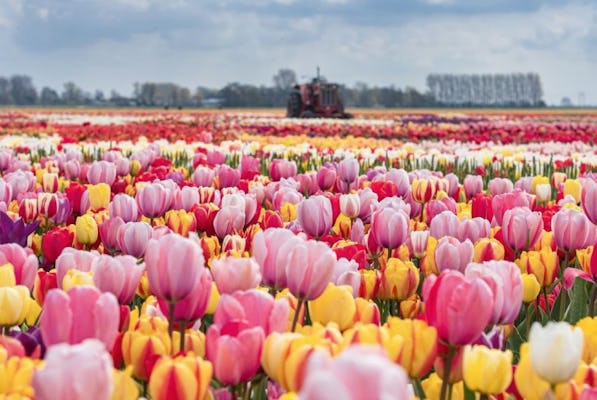Tour privato Tulip Experience, Keukenhof e Giethoorn da Amsterdam