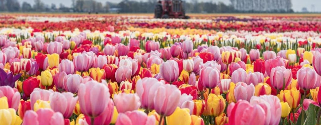 Tulip Experience, Keukenhof i Giethoorn Prywatna wycieczka z Amsterdamu