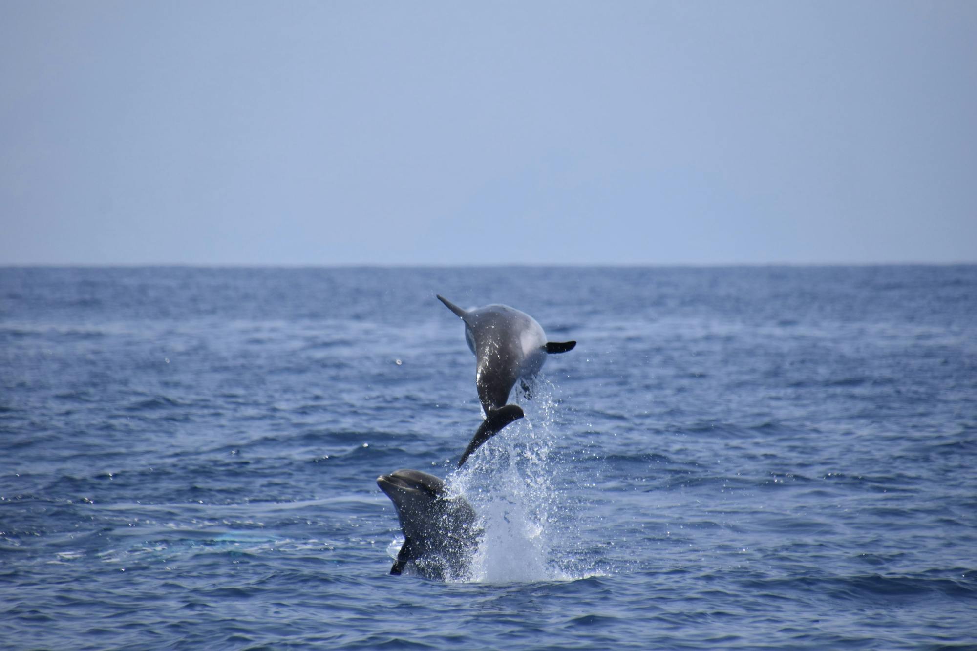 Tenerife Whale & Dolphin Eco Boat Trip