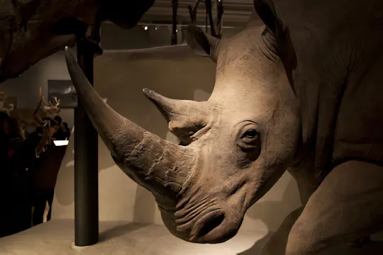 Visita audioguidata in-app del Museo Nazionale di Scozia