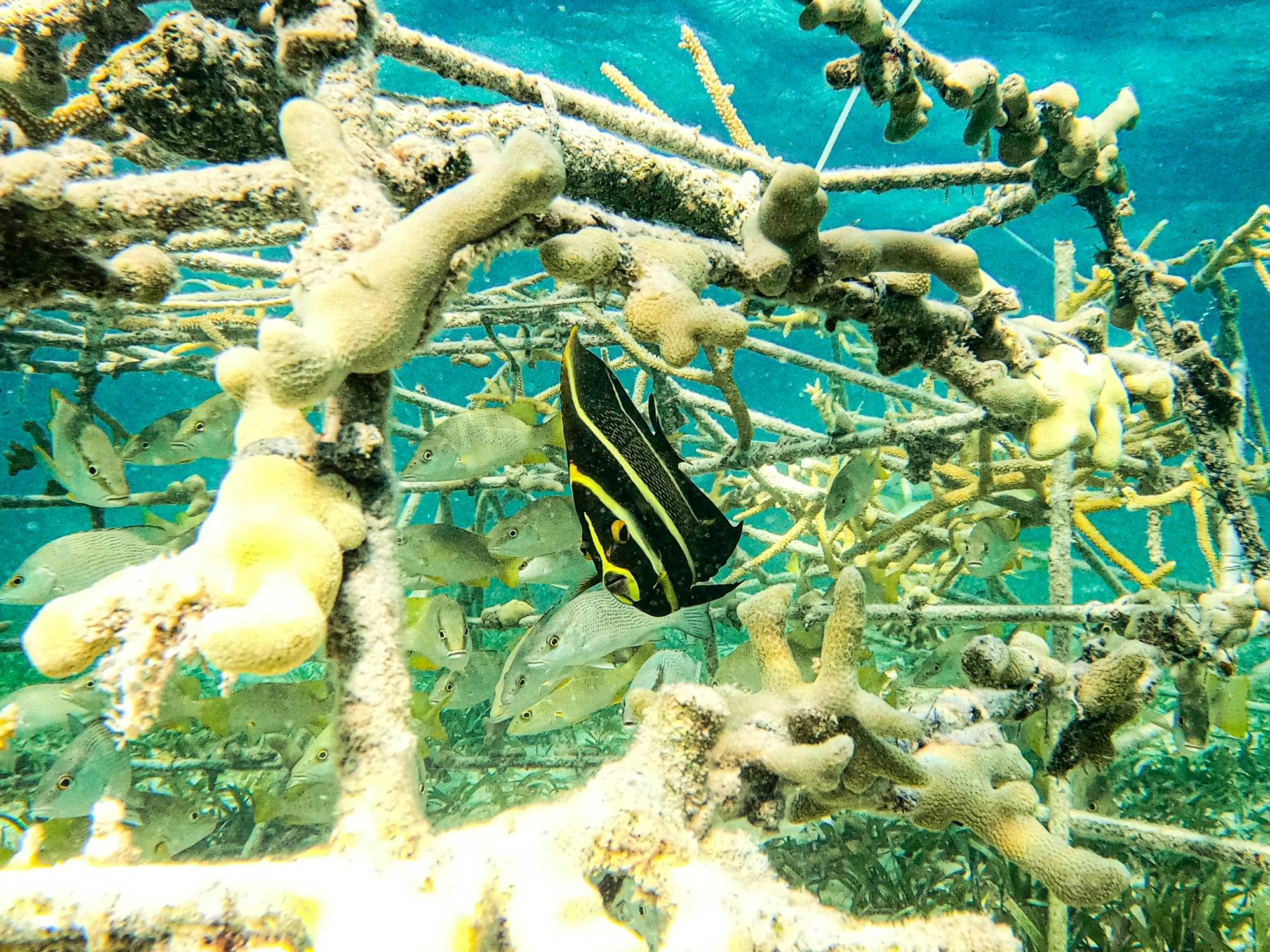 Aventura familiar de snorkel en el catamarán Sharky