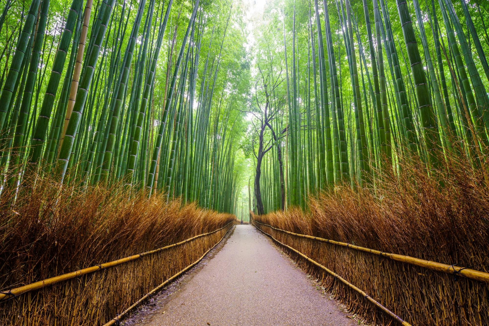 Arashiyama en Sagano rondleiding met gids in Kyoto