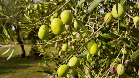 EVO oil tasting experience in Oristano with farm tour