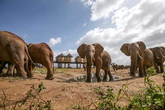 Dwudniowe safari Ngutuni i Salt Lick z Mombasy