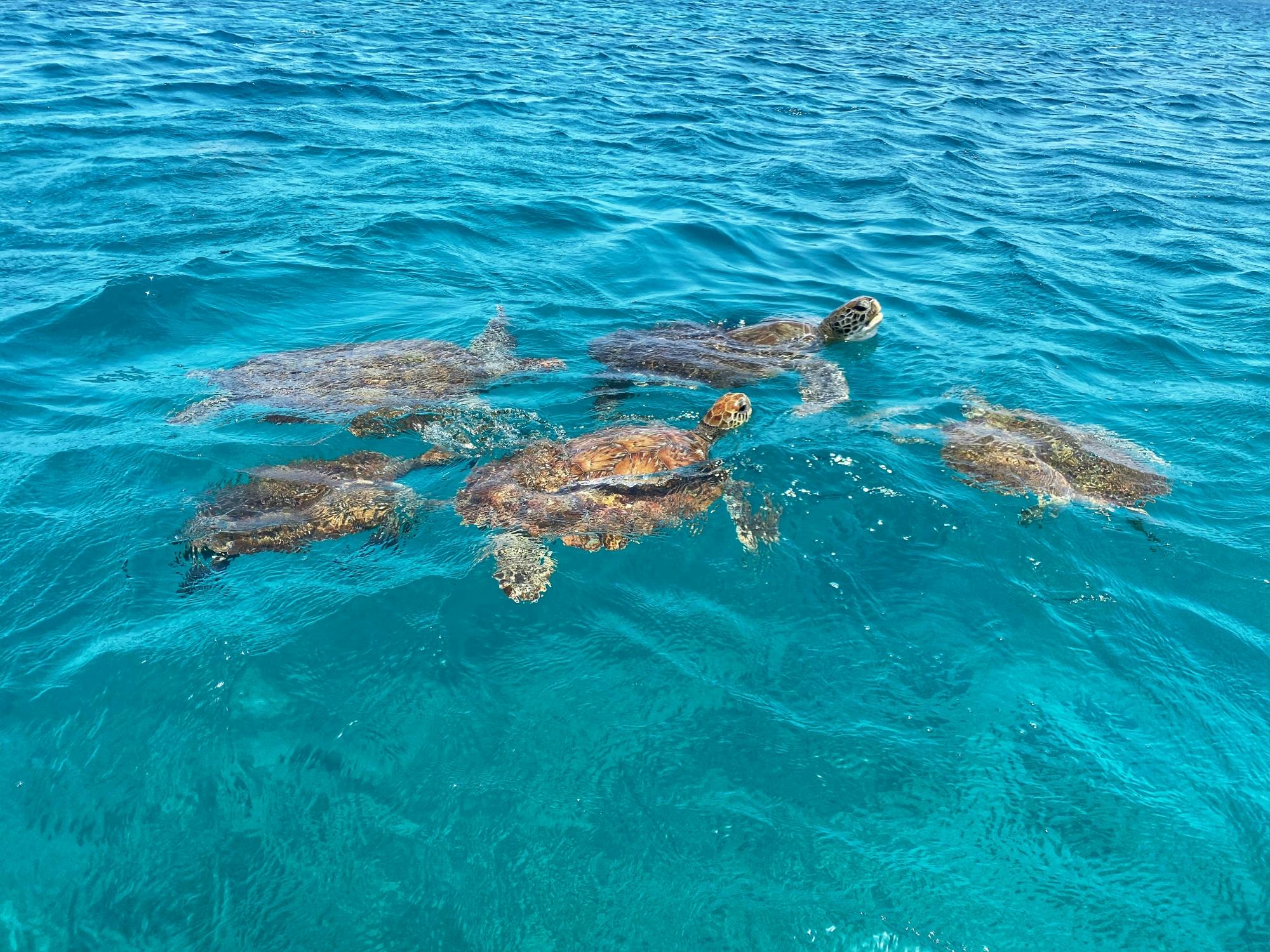 Bootstour und Schnorcheln mit Schildkröten auf den Kapverden ab Mindelo