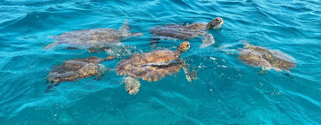Boottocht en snorkelen met schildpadden in Kaapverdië vanuit Mindelo