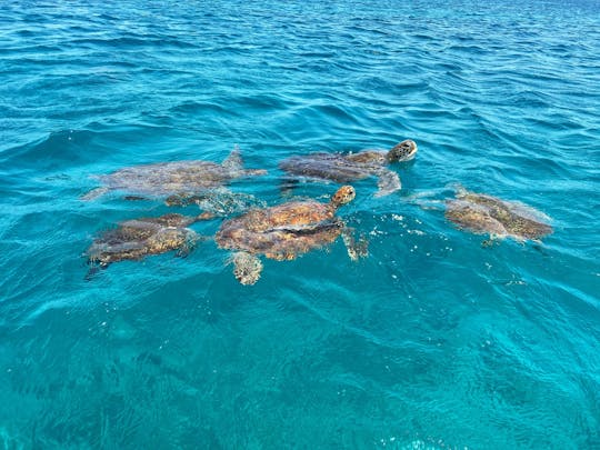 Excursion en bateau et plongée en apnée avec les tortues au Cap-Vert depuis Mindelo