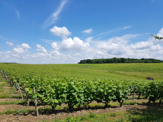 Loire Valley Day from Tours with Visit to Azay le Rideau and Villandry