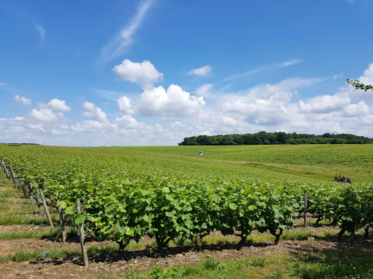 Loire Valley Day from Tours with Visit to Azay le Rideau and Villandry