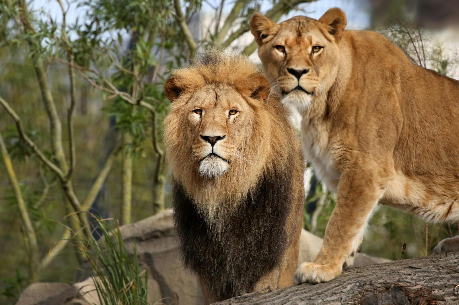 Bilet wstępu do Artis Royal Zoo i muzeum mikrobów Micropia