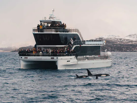 Lautlose Walbeobachtungstour mit dem Boot