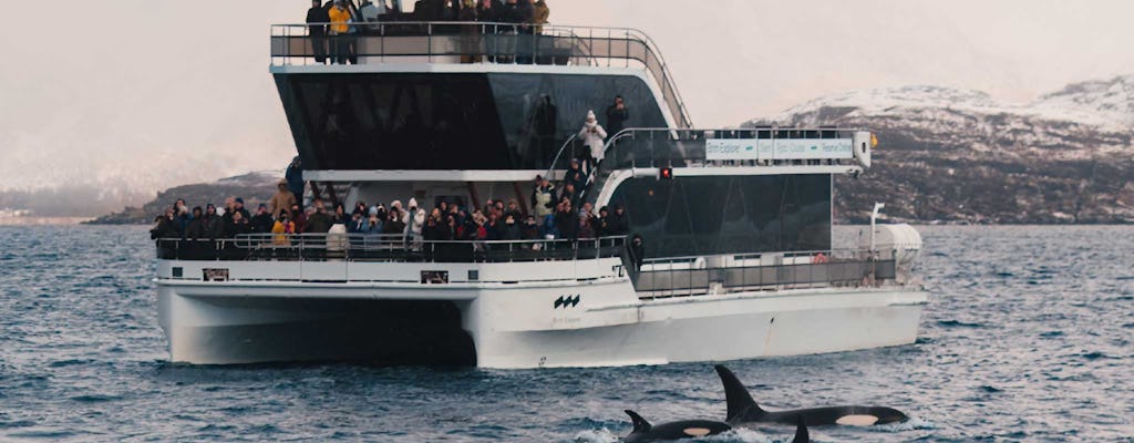 Silent whale watching tour by boat
