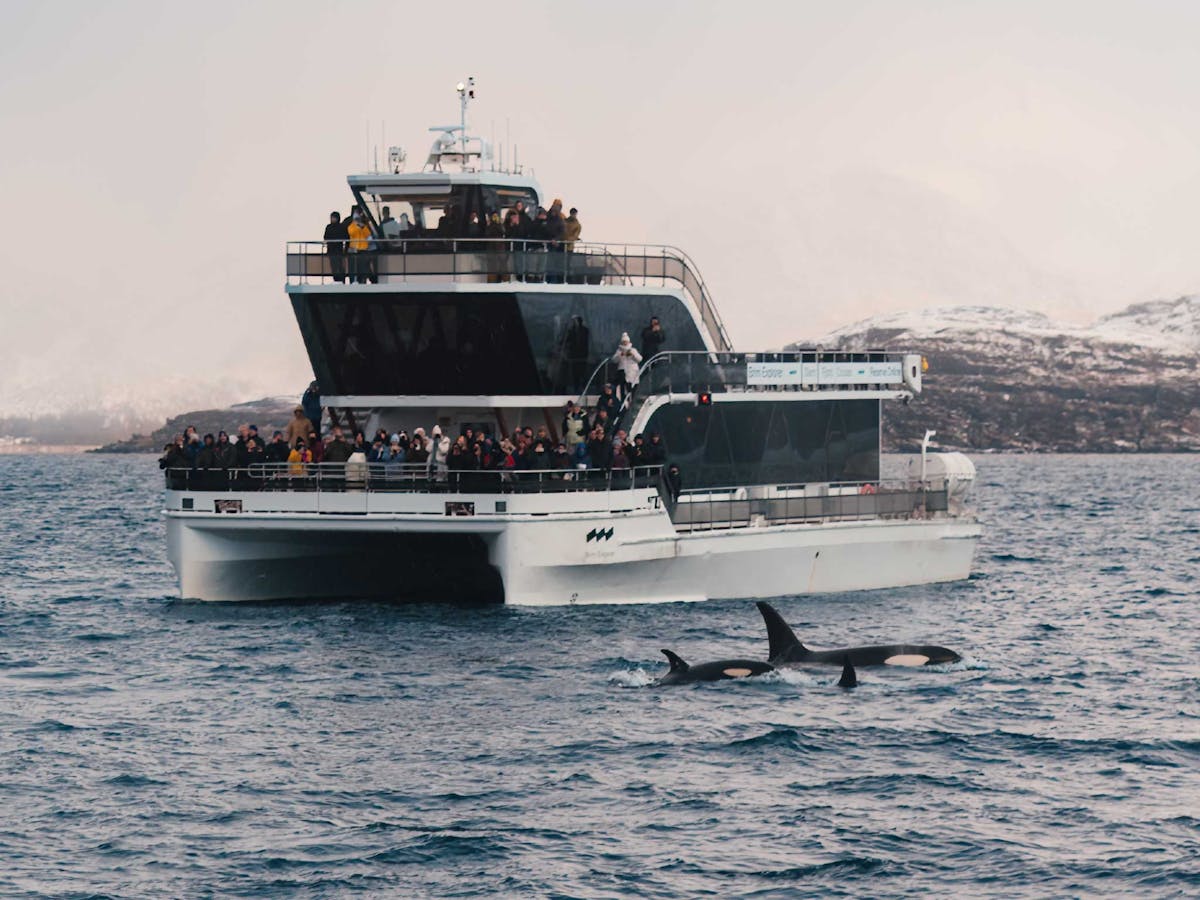 Stille walvissafari per boot