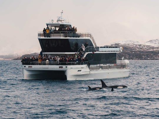 Silent whale watching tour by boat