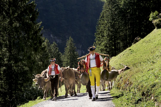 Appenzell mountain excursion with farm visit and cheese tasting