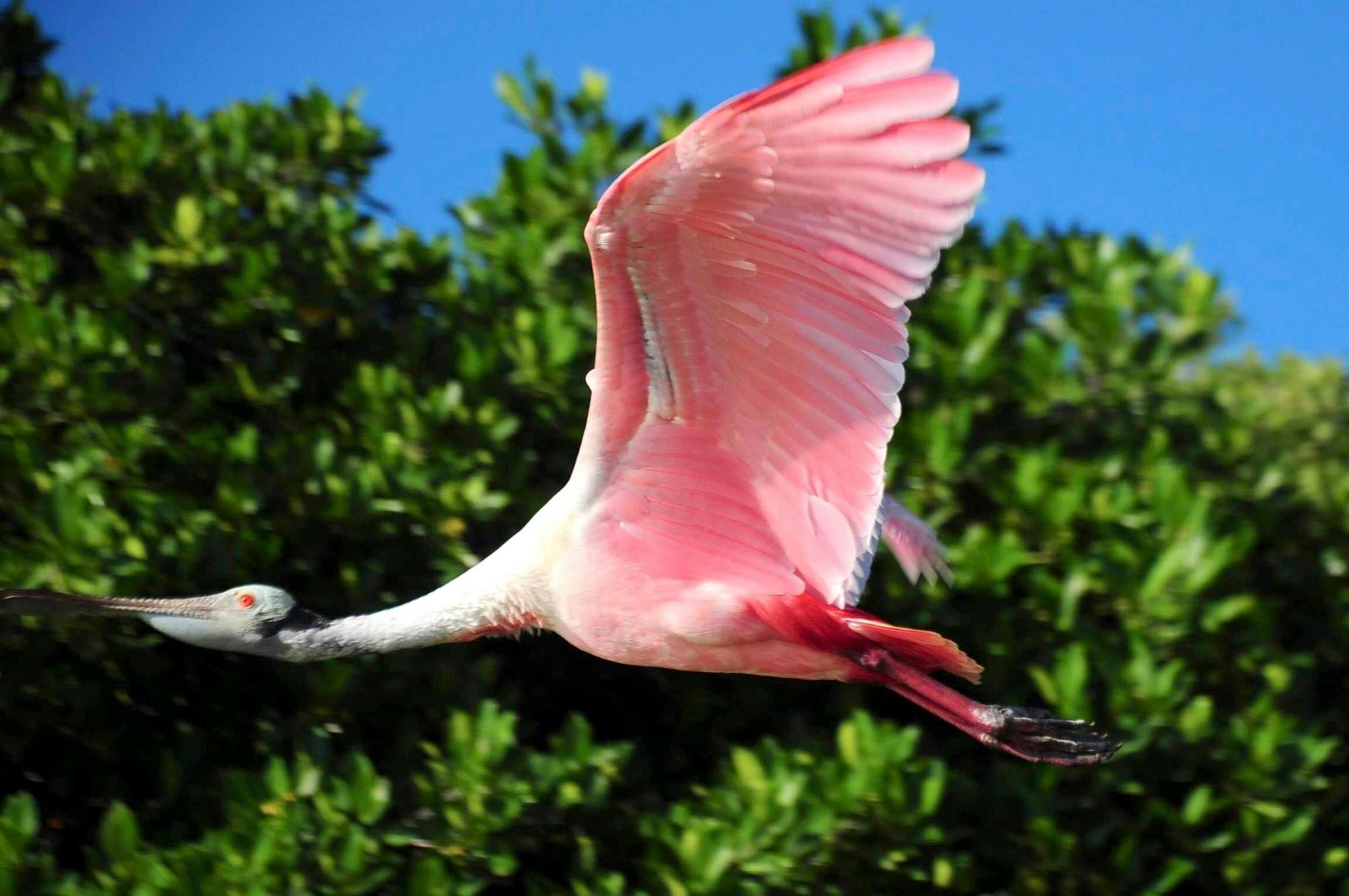 Sian Ka'an Safari Tour and Boat Trip