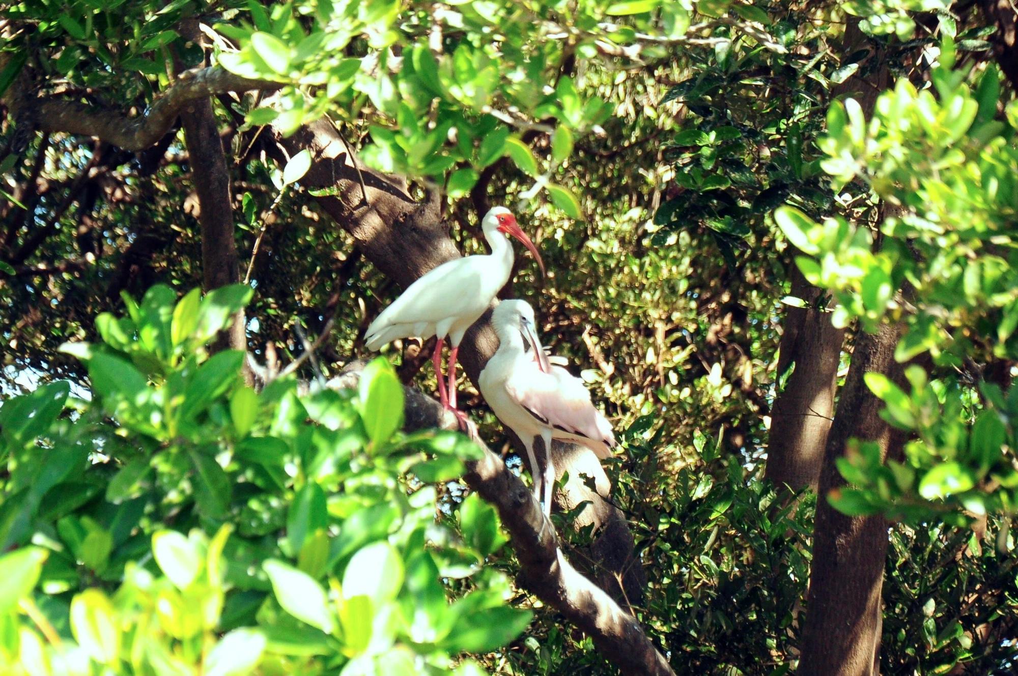 Sian Ka'an Safari Tour and Boat Trip