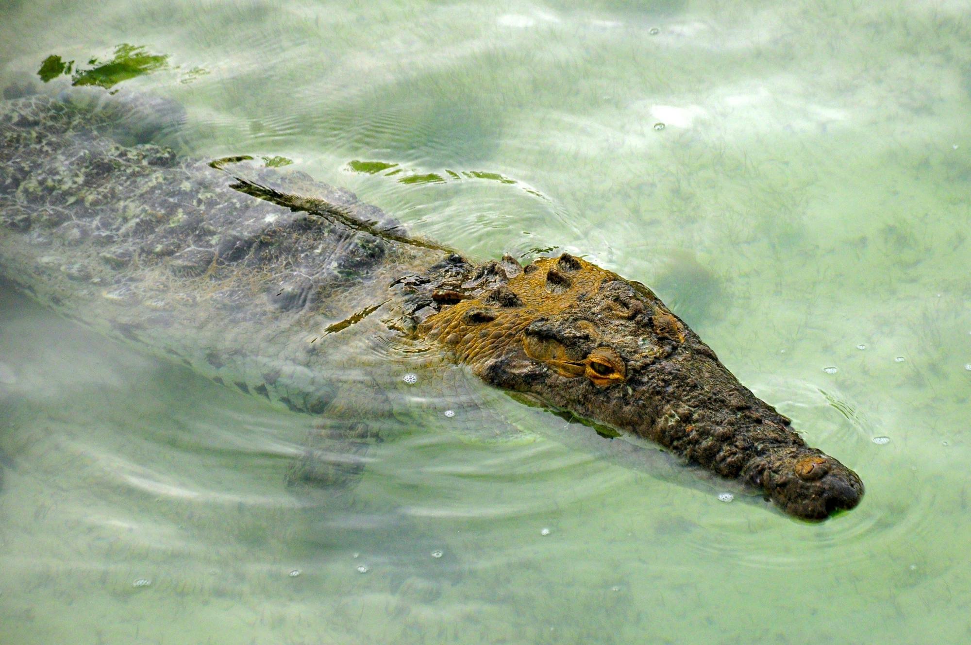 Sian Ka'an Safari Tour and Boat Trip