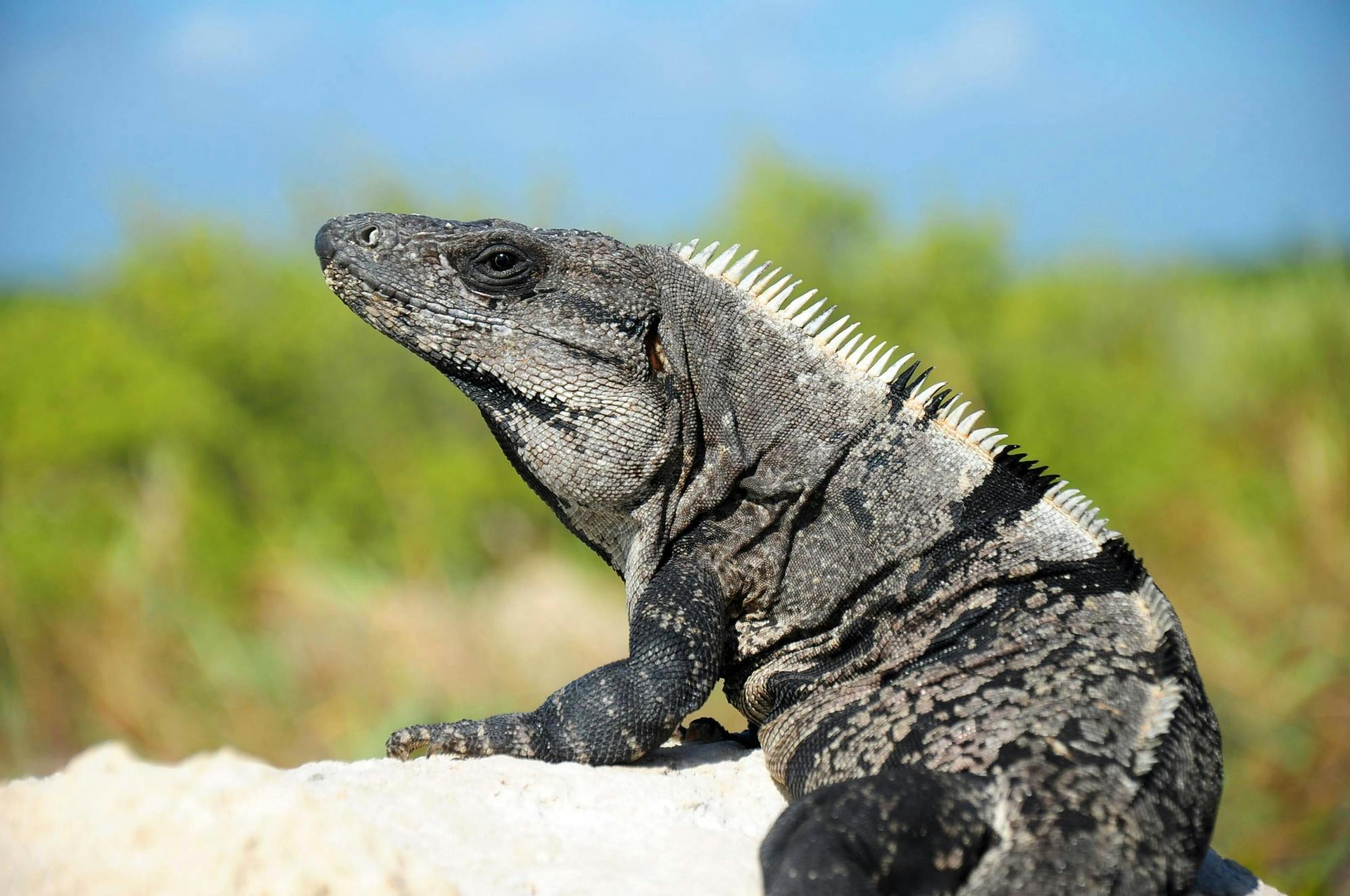 Sian Ka'an Safari Tour and Boat Trip