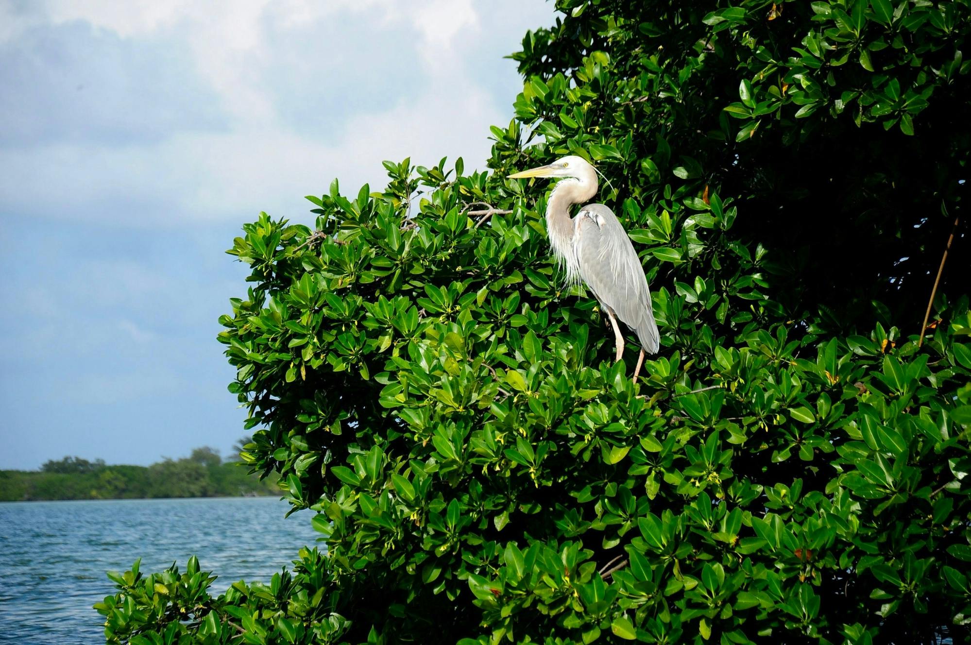 Sian Ka'an Safari Tour and Boat Trip