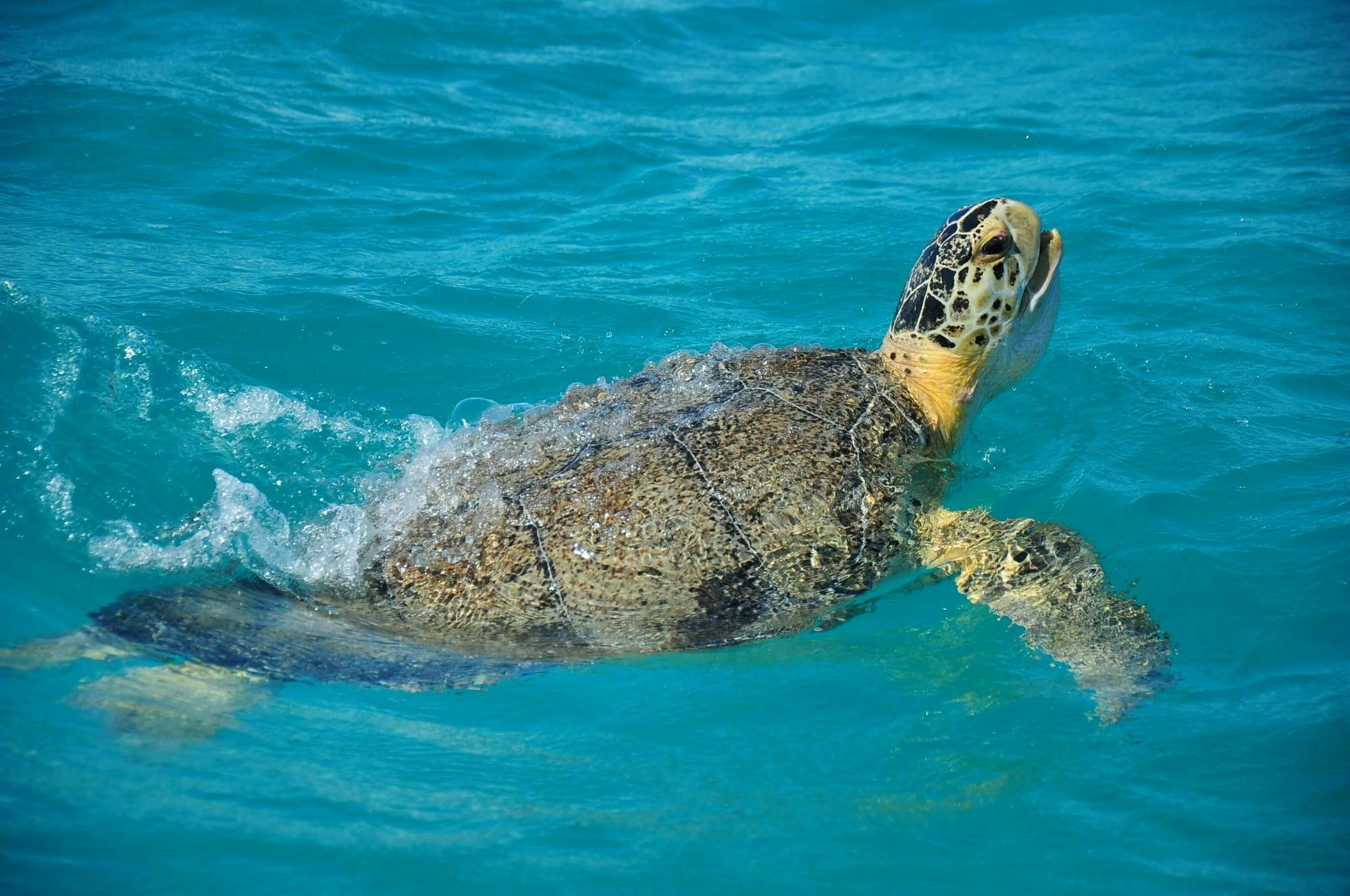 Sian Ka'an Safari Tour and Boat Trip