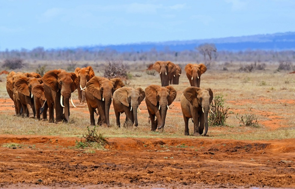 Red elephants encountered on a Tsavo East safari