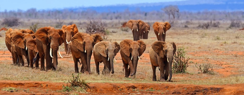 Tsavo East Safari with Overnight Stay at Sentrim Tsavo Camp