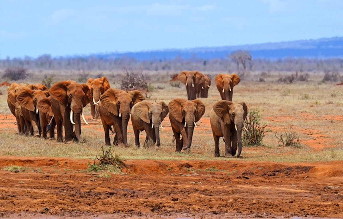 Tsavo Oost Safari met overnachting in Sentrim Tsavo Camp