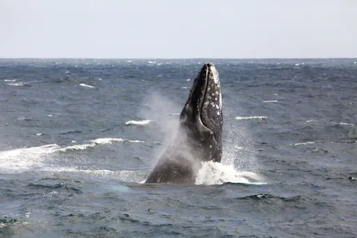 Whale Watching Cruise