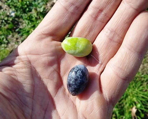 Experiencia con aceite de oliva en Lefkada