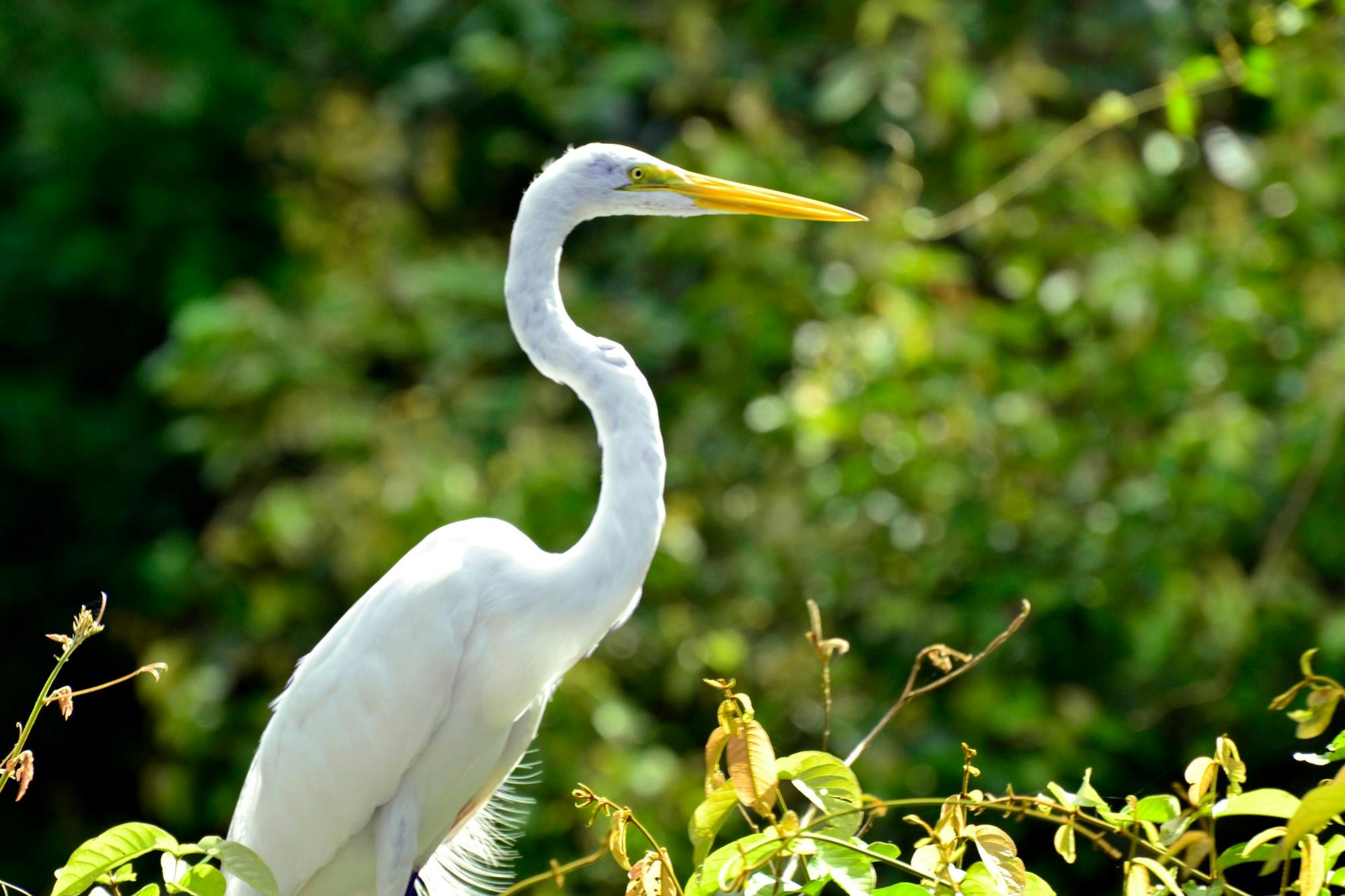 Caño Negro Tour & Río Frío Wildlife Safari by Boat