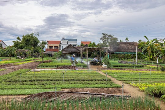 Half-Day Bike Tour to Tra Que Vegetable Village from Hoi An