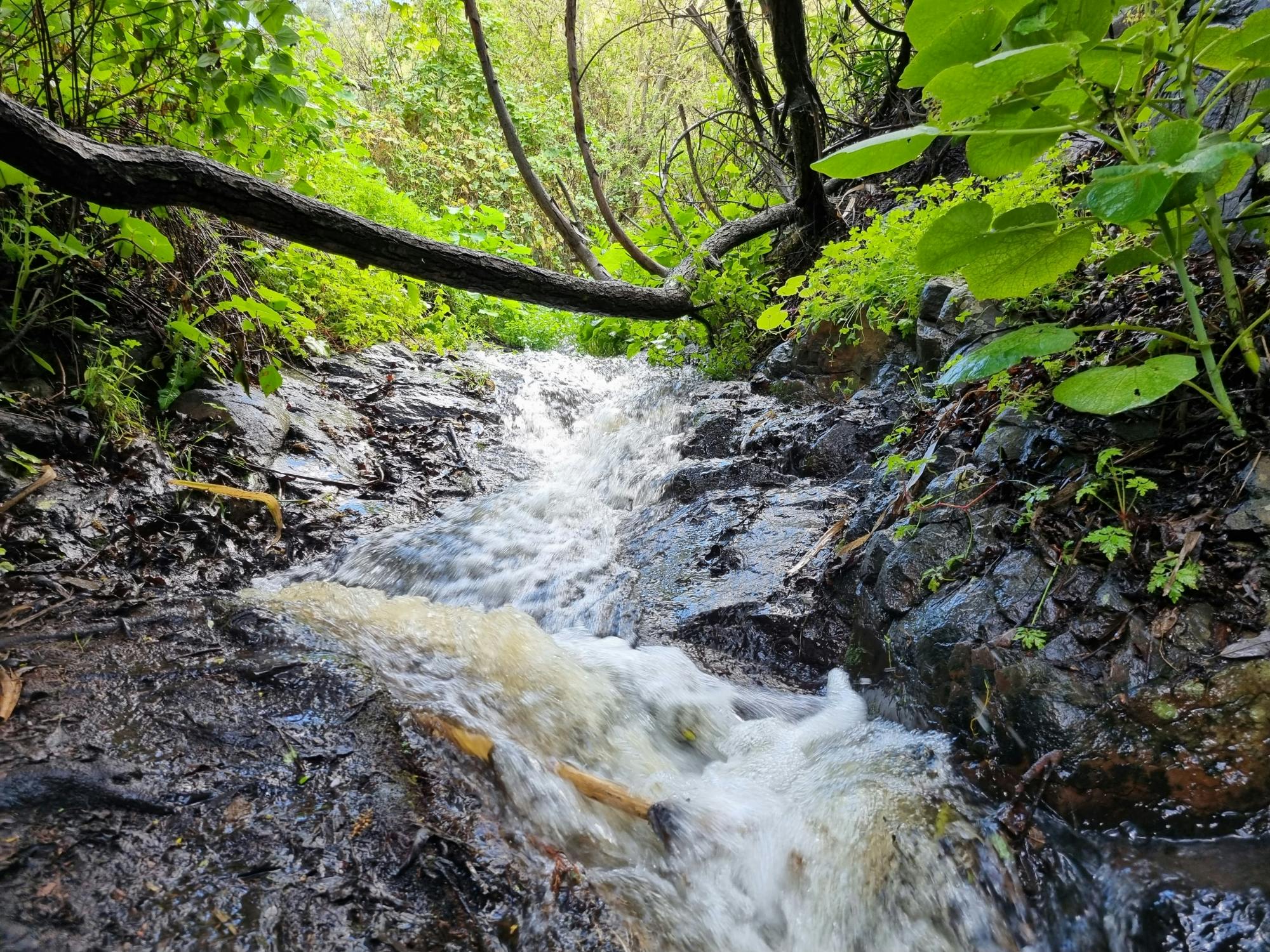 Wandertour zu den Wasserfällen von Gran Canaria mit Abholung und Mittagessen