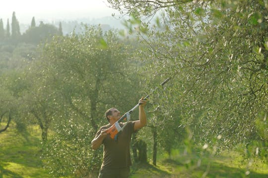 Visite de dégustation de vins toscans et d'huile d'olive au départ de Florence