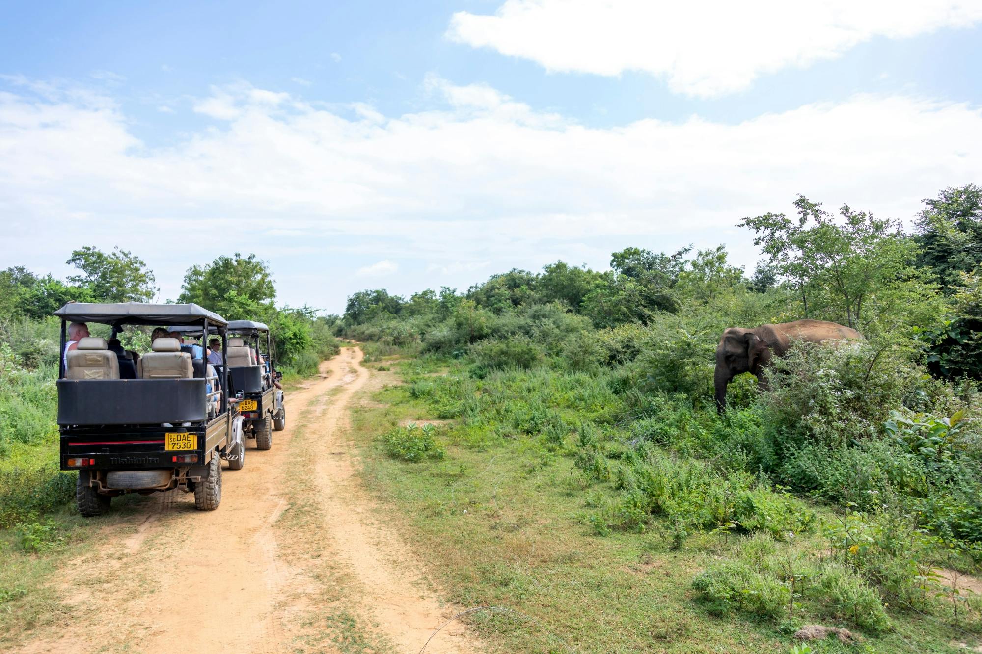 Safari i Udawalawe nasjonalpark, Ella og Nuwara Eliya – 2-dagers tur